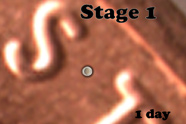 Stage 1 logo