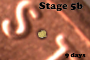 Stage 5 logo