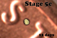 Stage 5c