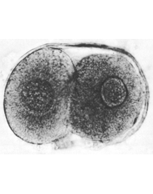 Stage 2 - Intact 2-cell embryo (Carnegie specimen #8698)