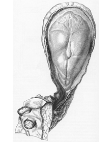 Stage 8 - dorsal view of Carnegie specimen #5960 (drawing by J.F. Didusch)