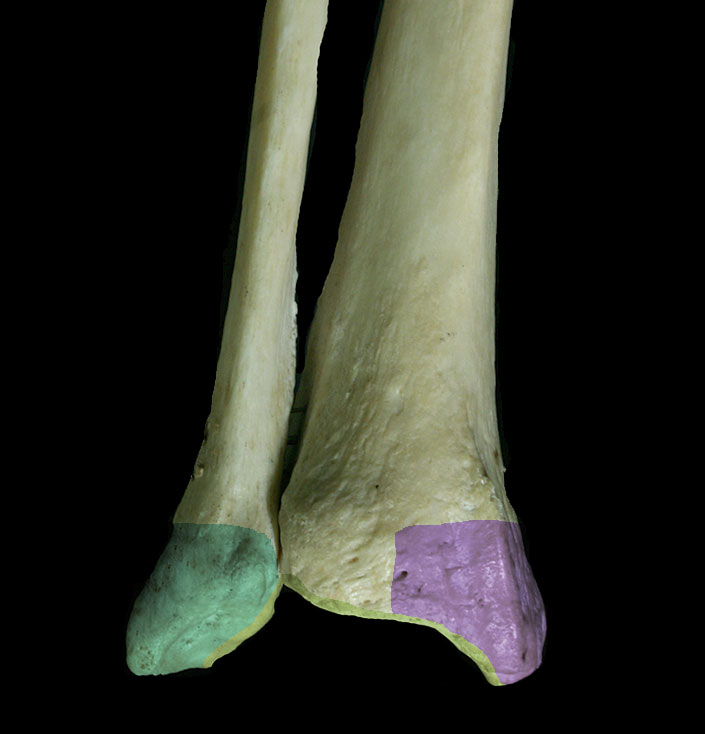 highlighted distal leg