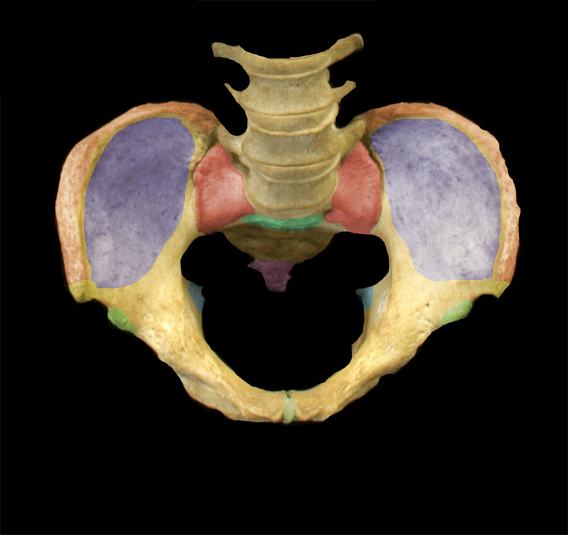 highlighted pelvis