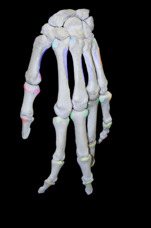 hand muscle attachments