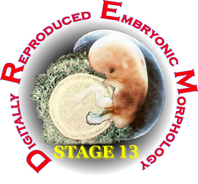 Stage 13 Logo