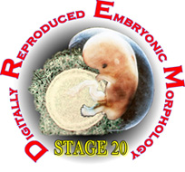 Stage 5a-1 Logo