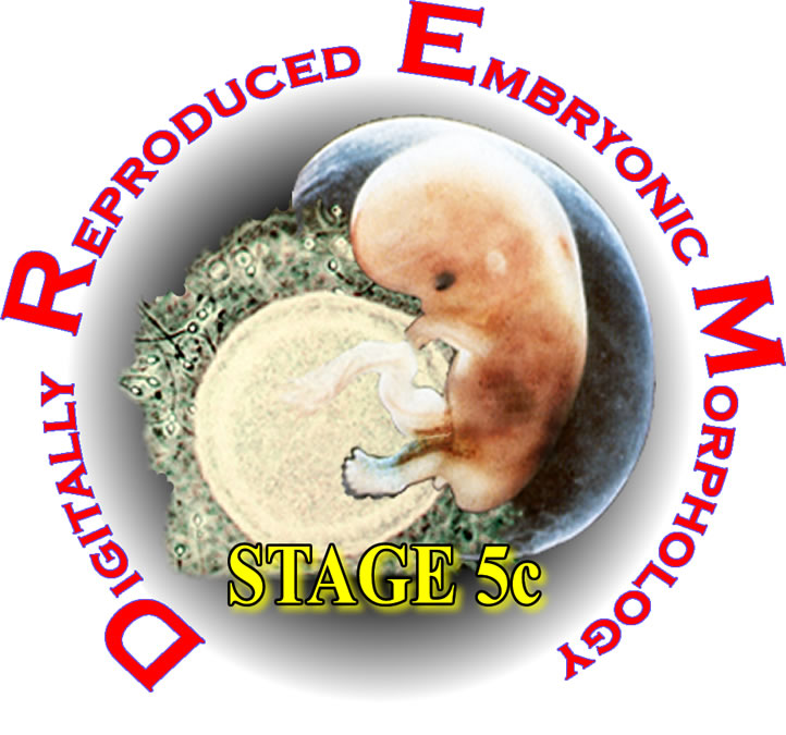 stage 5c logo
