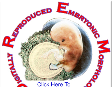 Welcome to the DREM project home page. Digital images of serial sections of human embryos