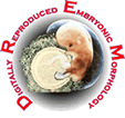 DREM logo digitally reproduced embryonic morphology