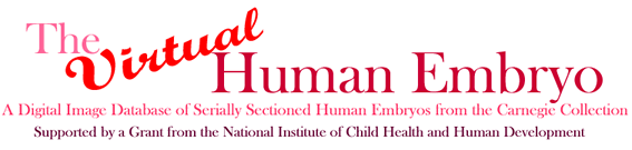 virtual human embryo logo
