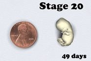 Stage 20