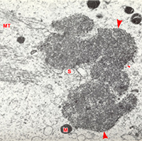 Fig. 12. Developing maternal pronucleus