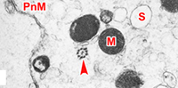 Fig 17. Cytoplasmic organelles