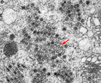 Fig 18. Cytoplasmic organelles