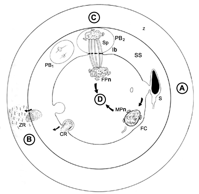 Stage 1a Figure 1 : Schematic of Fertilization Events