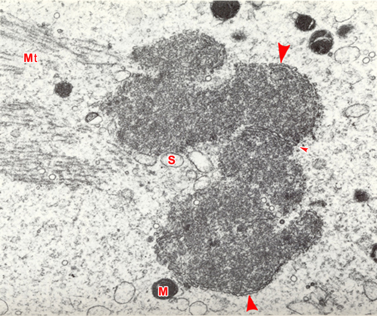 Stage 1b Figure 12:an early stage 1b embryo in vitro, 3 hours post-insemination 
