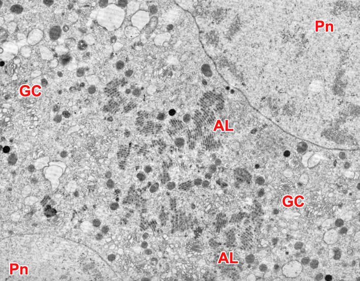 Stage 1b Figure 14: the interpronuclear area of a stage 1b embryo 