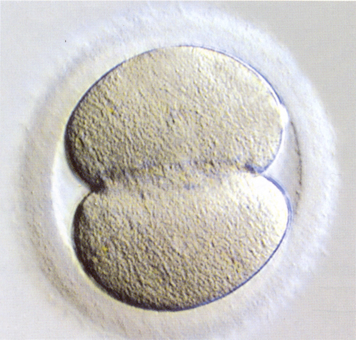 Stages 1c Figure 4: LM of a stage 1c embryo (zygote) at the beginning of the first cleavage