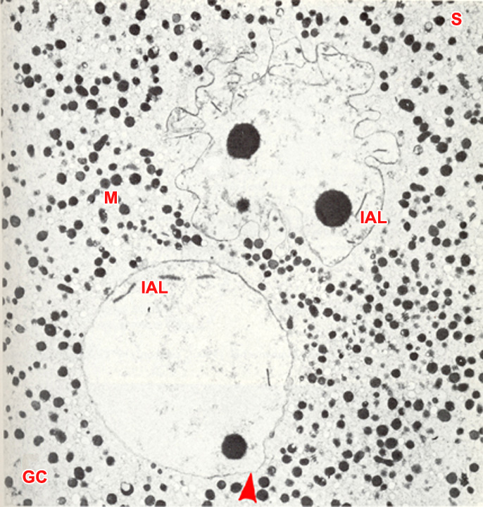 Stages 1c Figure 5: TEM of a late stage 1c embryo showing two pronuclei in the central cytoplasm 