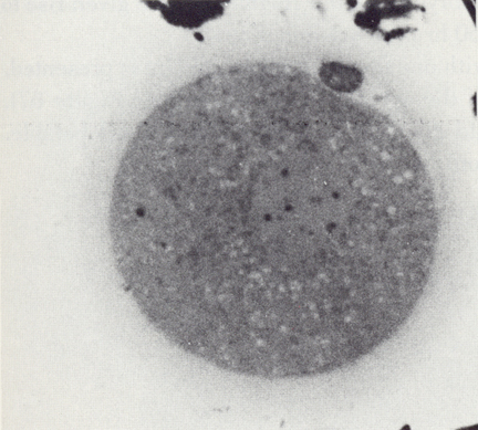 Stages 1c Figure 6: LM of a stage 1c embryo in syngamy just prior to cleavage 
