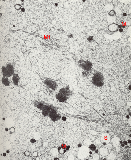 Stages 1c Figure 7: EM of a stage 1c embryo <em>in vitro</em>, during the first cleavage