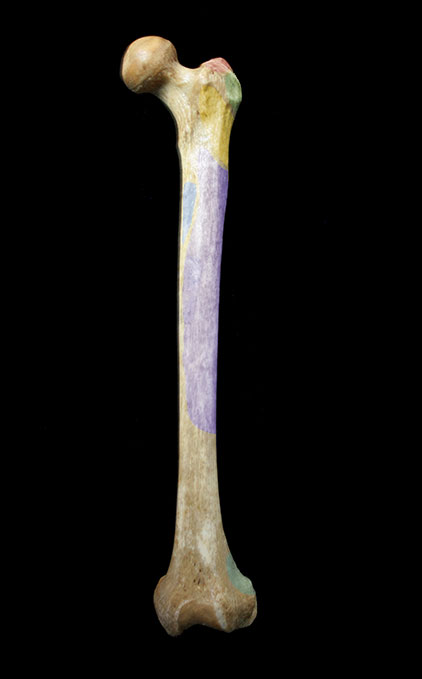 femur muscle attachments