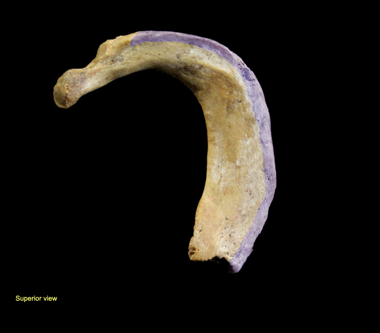 Interactive First Rib - Muscle Attachments