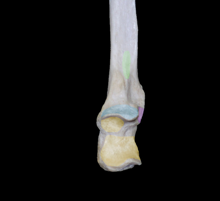 proximalulna bony landmarks