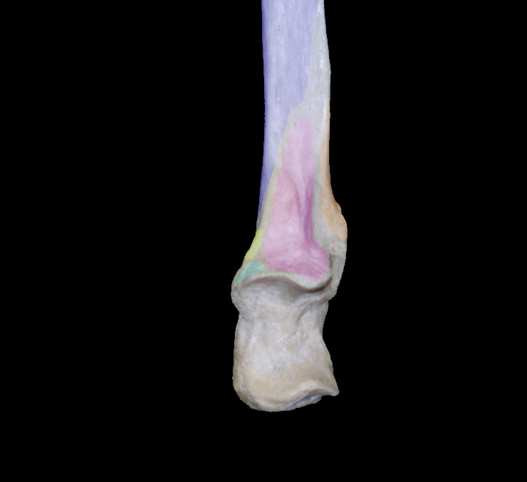 proximalulna muscle attachments