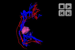 Circulatory 