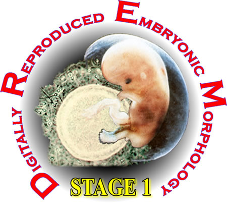 Stage 1 DREM Logo